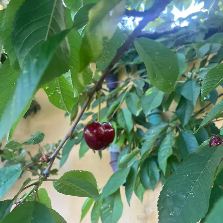 Thaleia בית נופש